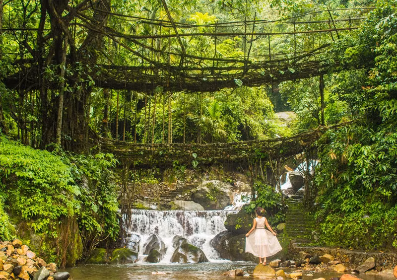 Do cách tạo hình rễ từ đầu không giống nhau, những cây cầu đặc biệt này khá đa dạng về kiểu dáng. Một số cây cầu rễ dài tới 51 m và cao 25 m, bắc qua những con suối. Đa số chỉ là cầu đơn lẻ. Tuy nhiên, một số cây cầu có thiết kế xếp chồng đặc biệt như Umshiang lại khiến nhiều du khách tò mò. Trong thời gian tới, cây cầu này có thể sẽ "mọc" thêm tầng thứ ba.