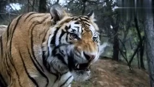 Vo Tong duoc thuong bao nhieu tien sau khi danh chet ho?-Hinh-2