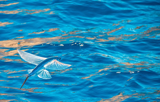 Cá chuồn là loài cá duy nhất có khả năng bay lượn trên mặt nước. Từ loài cá đặc sản này, người dân Barbados đã chế biến rất nhiều món ăn truyền thống độc đáo. Ảnh: Sandals Resorts.