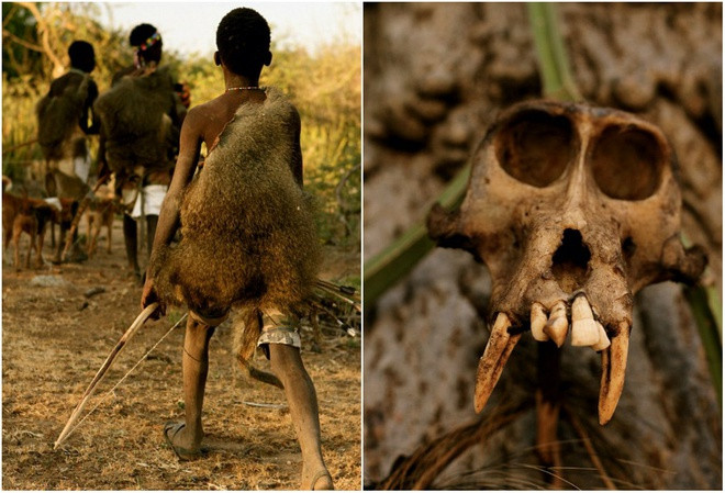 Thành viên bộ tộc Hadza mặc áo choàng làm từ da khỉ đầu chó như một cách chứng minh khả năng săn bắt của họ (ảnh trái). Một hộp sọ của khỉ đầu chó (ảnh phải).