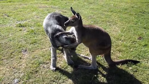 Xem kangaroo va cho vat lon kich liet