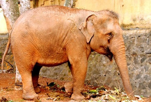 Cuối năm 2014, cháu Nguyễn Văn Luật (12 tuổi, trú xã Đức Mạnh, huyện Đăk Mil, Đăk Nông) bị con voi của Công ty Xiếc - Hài kịch Bình Minh (tỉnh Thái Bình) quật chết. Cậu bé đang cho con voi ăn và thử sờ vào vòi voi thì bị con vật dùng vòi quấn lấy rồi quật vào thành xe tải. 