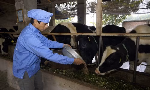 Hiện nay, nguồn sữa tươi từ nông trại bò sữa Việt Love’ in Farm là một trong những nguồn sữa đầu tiên được Viện Kiểm nghiệm an toàn vệ sinh thực phẩm quốc gia chứng nhận về chất lượng.