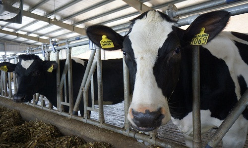 Có thể nói, lần đầu tiên các hộ chăn nuôi bò sữa tại Việt Nam được hỗ trợ sát sườn...