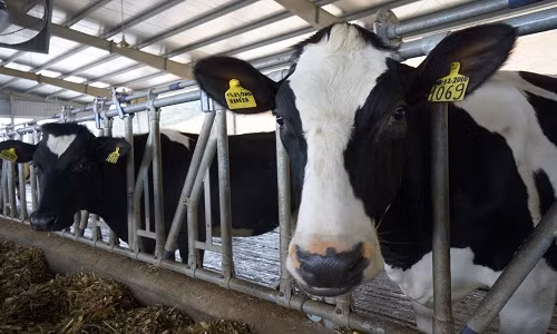 Có thể nói, lần đầu tiên các hộ chăn nuôi bò sữa tại Việt Nam được hỗ trợ sát sườn...