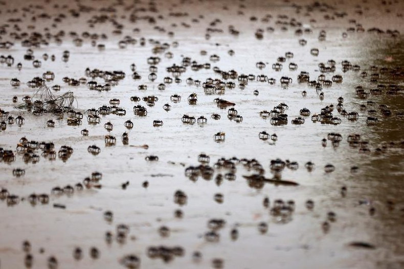 Những con cua mới sinh chạy trên bãi biển khi thủy triều xuống, ở rìa sông Casamance, trên đảo Kafar, Senegal, ngày 13/7. (Ảnh: REUTERS)