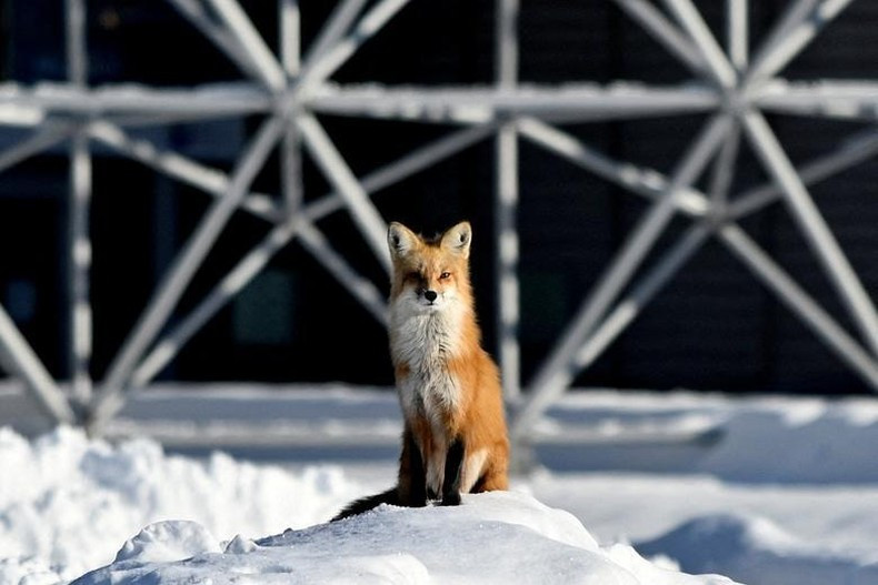 Một con cáo đứng trên đồi tuyết khi thời tiết cực lạnh ập đến Montreal, Canada, ngày 21/1. (Ảnh: REUTERS)