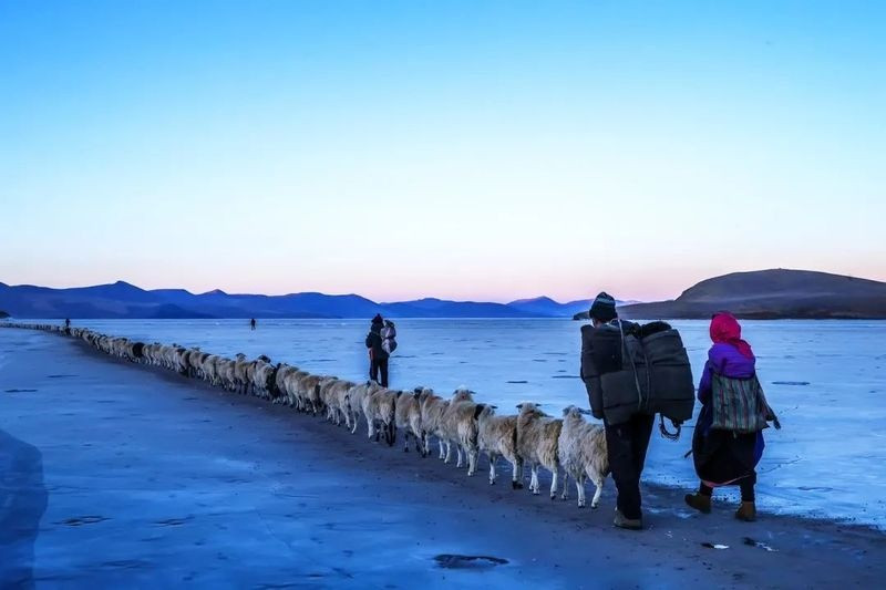 Vào mùa khô, các đồng cỏ quanh làng đều khô héo. Tuy nhiên, hòn đảo giữa hồ Puma Yumco lại có những đồng cỏ tươi tốt lạ thường. Thời điểm này, nước hồ cũng đóng băng. Người dân lợi dụng điều đó để lùa đàn gia súc ra giữa hồ. Khi mùa khô gần kết thúc, họ lại tới lùa đàn gia súc về trước khi băng tan. Truyền thống này đã kéo dài cả trăm năm. Ảnh: Great Tibet Tour.