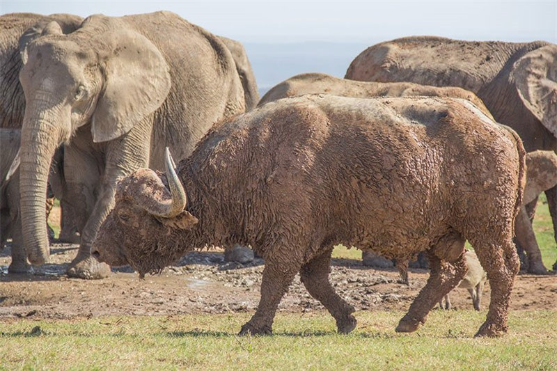 Đáng chú ý, trong lúc chú trâu rừng húc voi con, những con voi trưởng thành lại “làm ngơ” như không thấy gì. Theo hướng dẫn viên Conrad Cramer, những voi trưởng thành có thể muốn chú voi con phải nhận “bài học đắt giá” này để giúp nó biết cách lựa chọn kẻ địch trong tương lai.