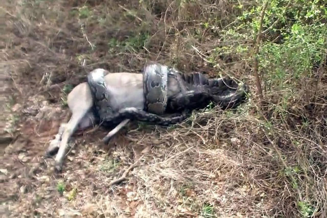 Clip: Tham an nuot moi, tran lon nhat chau Phi phai tra gia dat