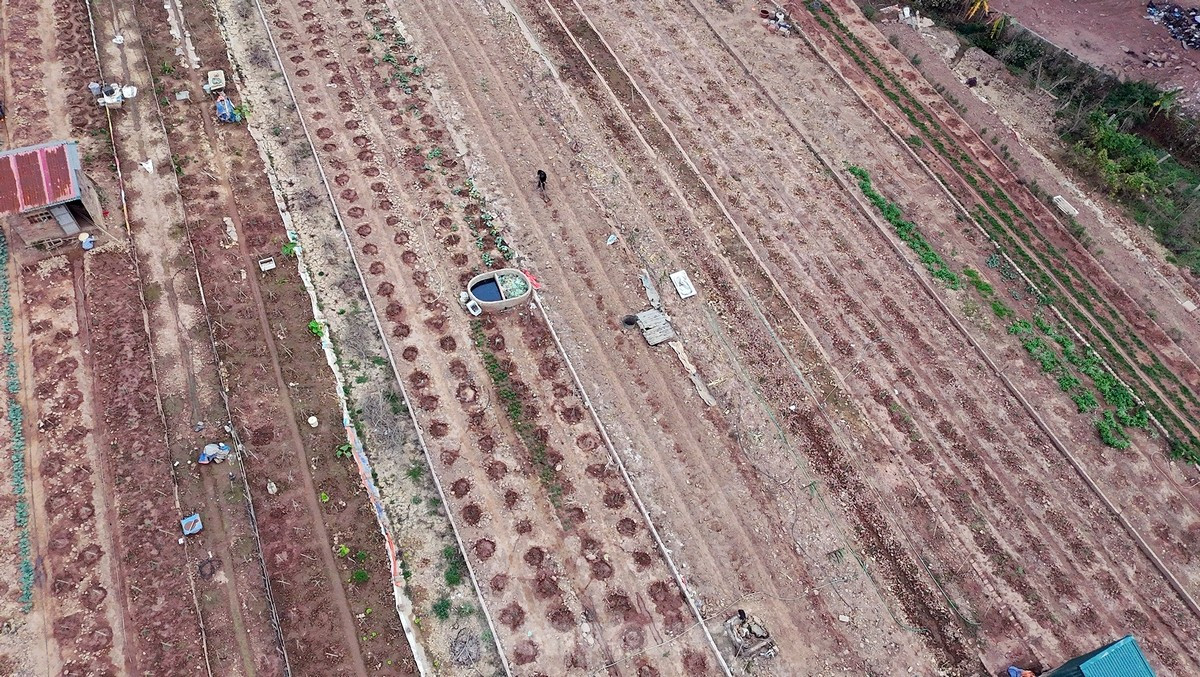 Người làm vườn tại Nhật Tân đã tất bật "hồi sinh" vườn đào của mình ngay sau kỳ nghỉ lễ vừa qua.