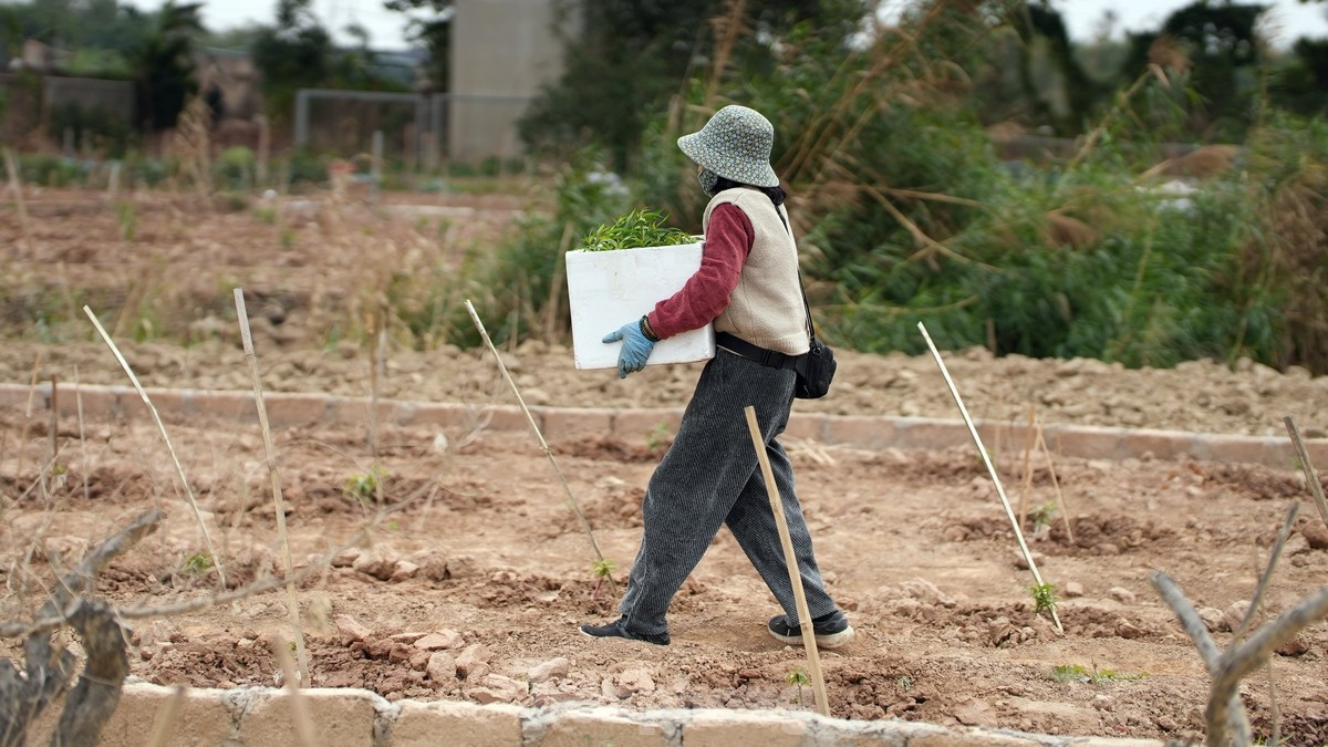 Chị Hương nhà ở phường Phú Thượng (quận Tây Hồ, thành phố Hà Nội) cho biết, sáng nay vừa mua được những thùng đào giống để trồng cho vụ Tết sau. Công việc "hồi sinh" vườn đào là một trong những công việc quan trọng nhất của nông dân trồng đào Nhật Tân ngay sau Tết.