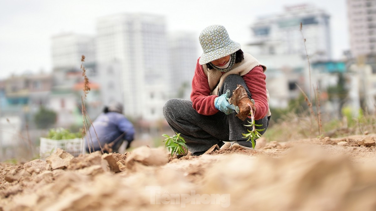 Năm 2024 vừa qua, do ảnh hưởng của cơn bão số 3 (YAGI) nên lượng lớn đào ở Nhật Tân đã bị chết do ngập úng. Việc trồng những cây đào giống còn bé đòi hỏi nhiều công chăm sóc cũng như lượng lớn phân bón để thúc cây lớn nhanh.