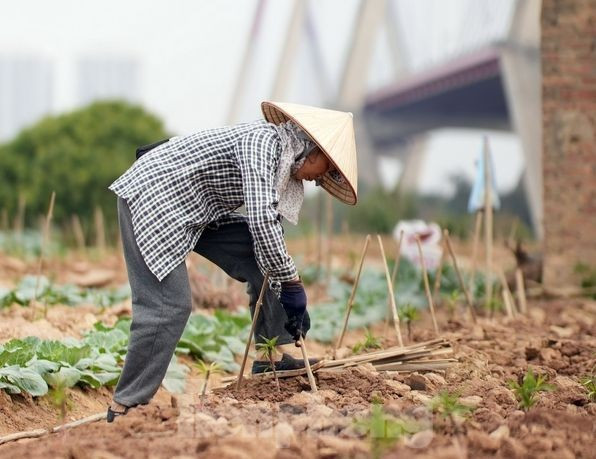 Cắm cọc tre tránh gió lớn và chó mèo chạy qua làm đổ gãy là một trong những công việc đầu tiên ngay sau khi trồng đào giống.