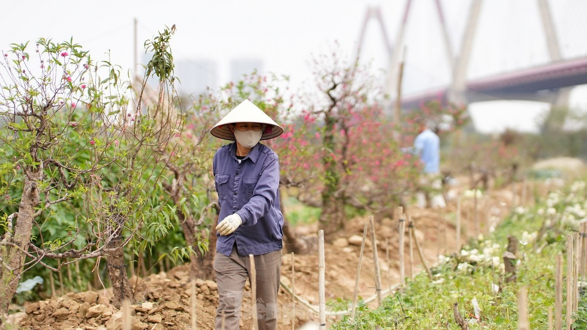 Vườn đào Nhật Tân là một trong những điểm đến nổi tiếng của Hà Nội, đặc biệt là trong dịp Tết Nguyên đán hàng năm.
