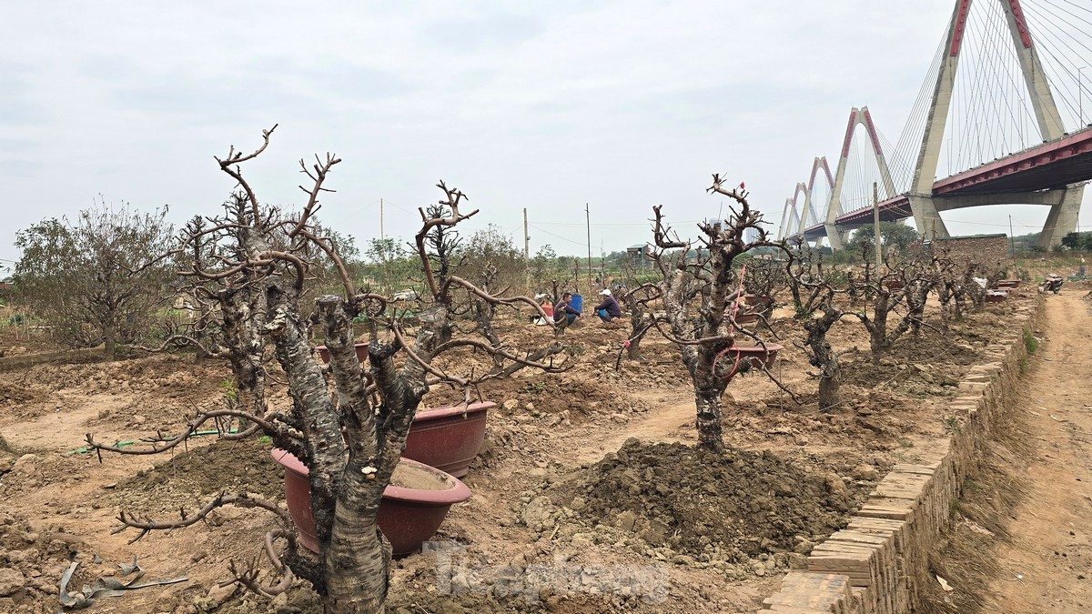 Với diện tích lên đến hàng nghìn mét vuông, vườn đào Nhật Tân là nơi trồng nhiều giống đào khác nhau, từ đào bích đến đào phai...