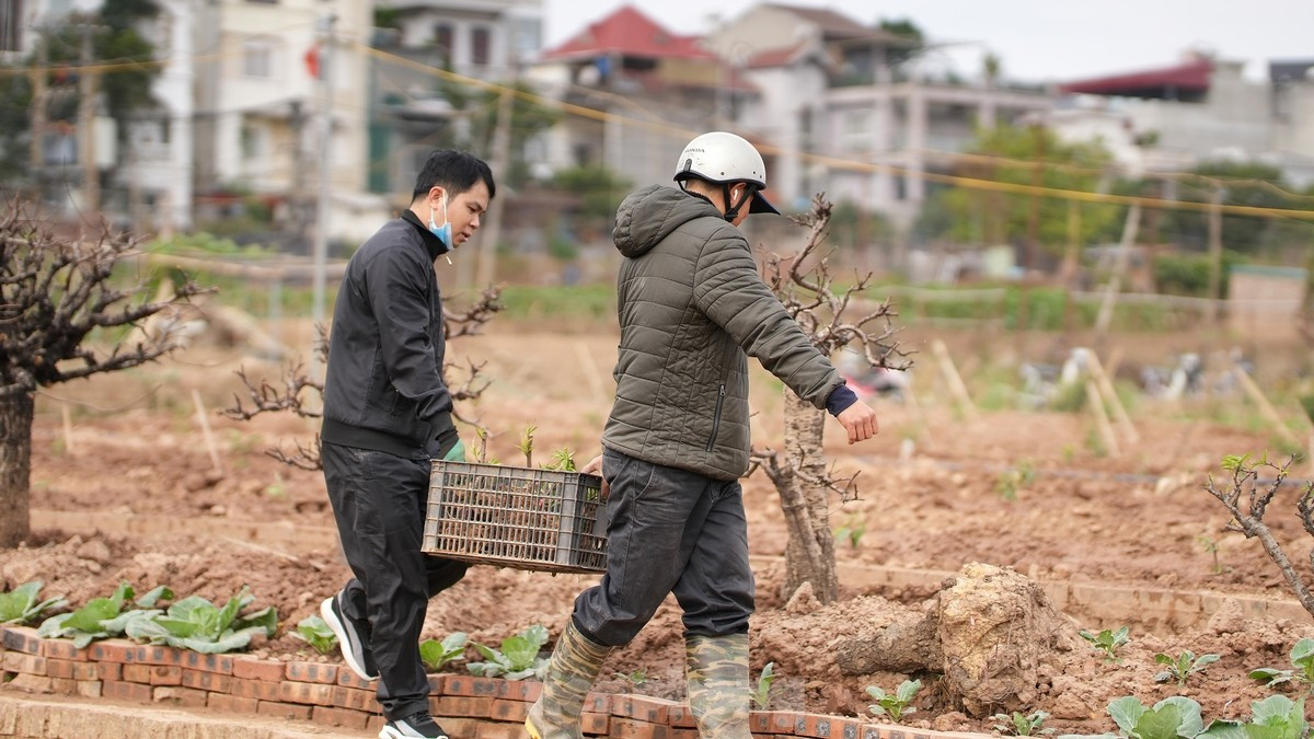 Công việc này bao gồm nhiều bước khác nhau, từ cắt tỉa cành đào đến bón phân và tưới nước. "Công việc 'hồi sinh' vườn đào là rất quan trọng", anh Nguyễn Văn Minh, một nông dân vườn đào Nhật Tân, chia sẻ. "Nếu không làm công việc này, vườn đào sẽ không thể trở lại trạng thái tốt nhất và sẽ ảnh hưởng đến mùa đào mới"