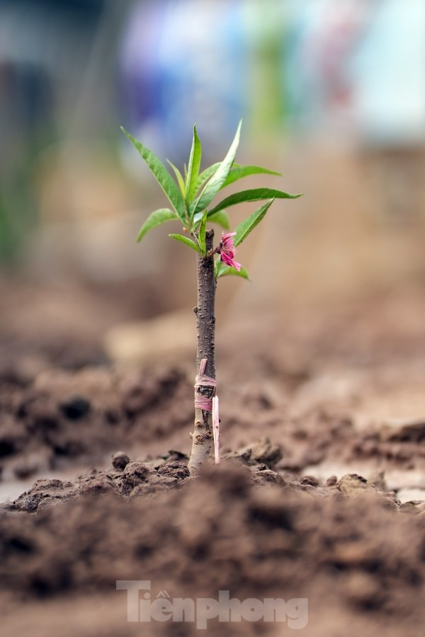 Người dân tưới nước chăm sóc cho những cây đào mới xuống giống.