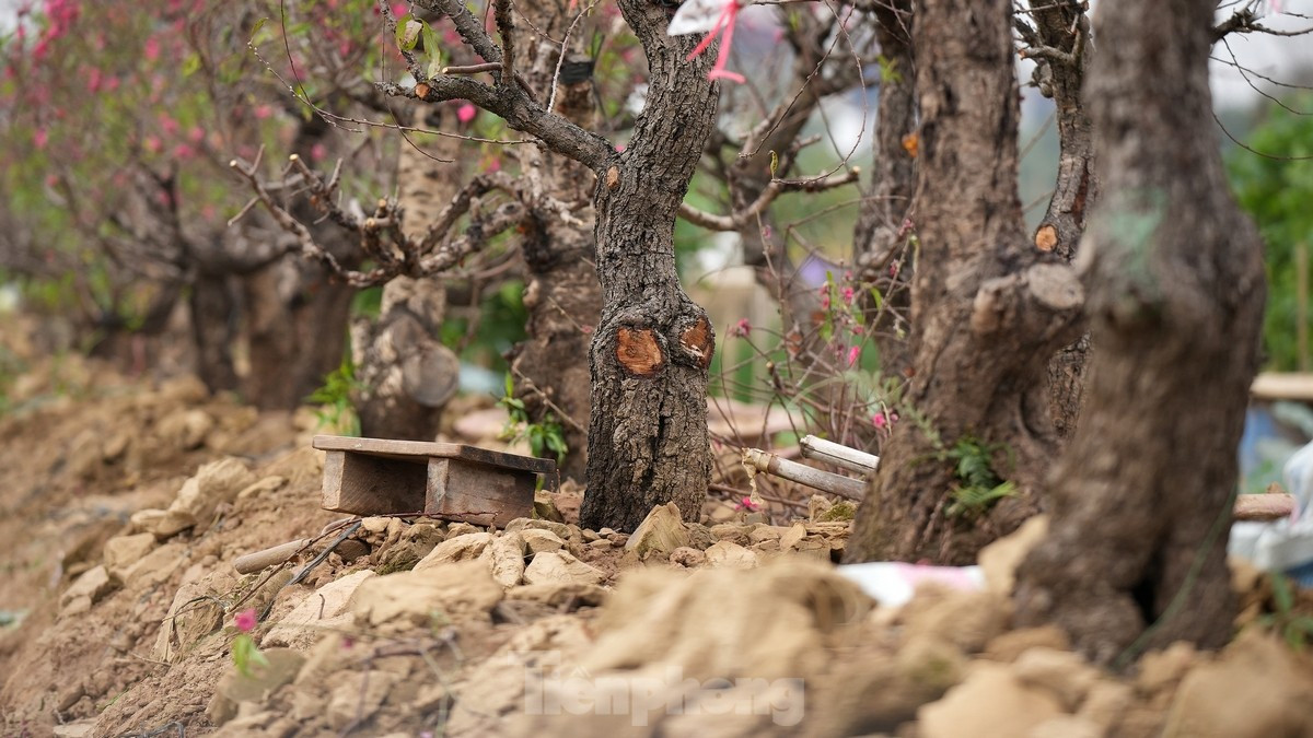 Ngoài tưới tiêu sáng, chiều cần đảm bảo đủ dinh dưỡng cho cây và phòng tránh sâu bệnh trong mùa nồm ẩm. "Ngoài ra, để phần đất mới có đủ chất dinh dưỡng thì chúng tôi phải gieo rắc phân bón thủ công cho từng cây một. Hàng ngày cắt tỉa các cành già héo để mầm mới mọc ra…”. Anh Hùng, một người dân trồng đào tại Nhật Tân chia sẻ.