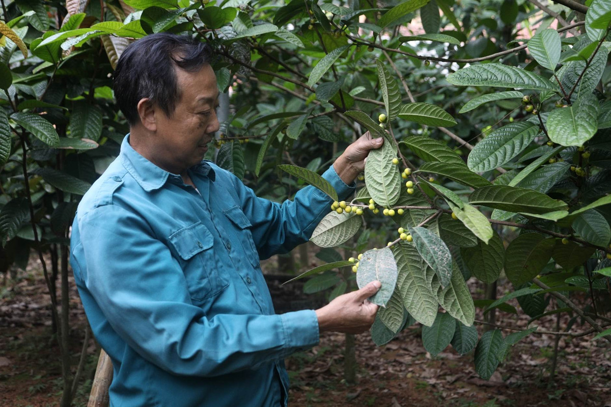 Trong tra hoa vang quy hiem, lao nong thu hang tram trieu moi nam-Hinh-2