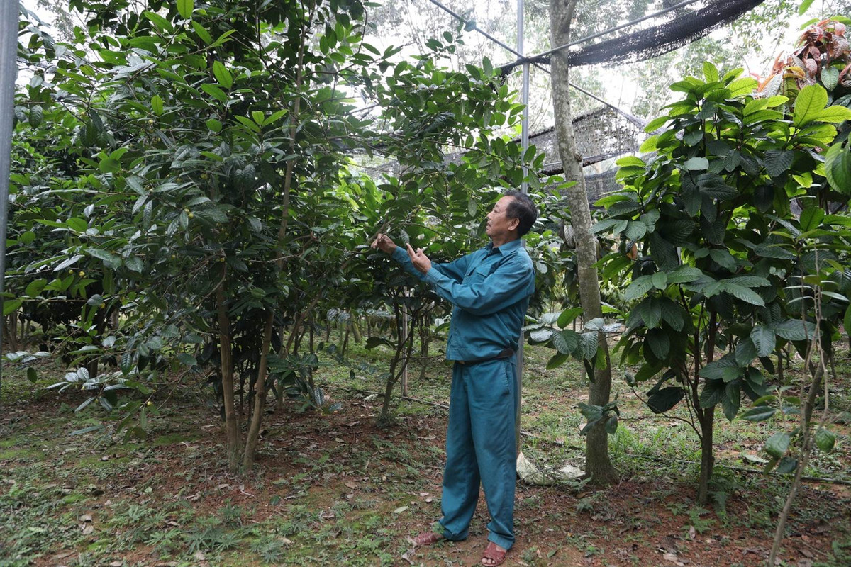Trong tra hoa vang quy hiem, lao nong thu hang tram trieu moi nam