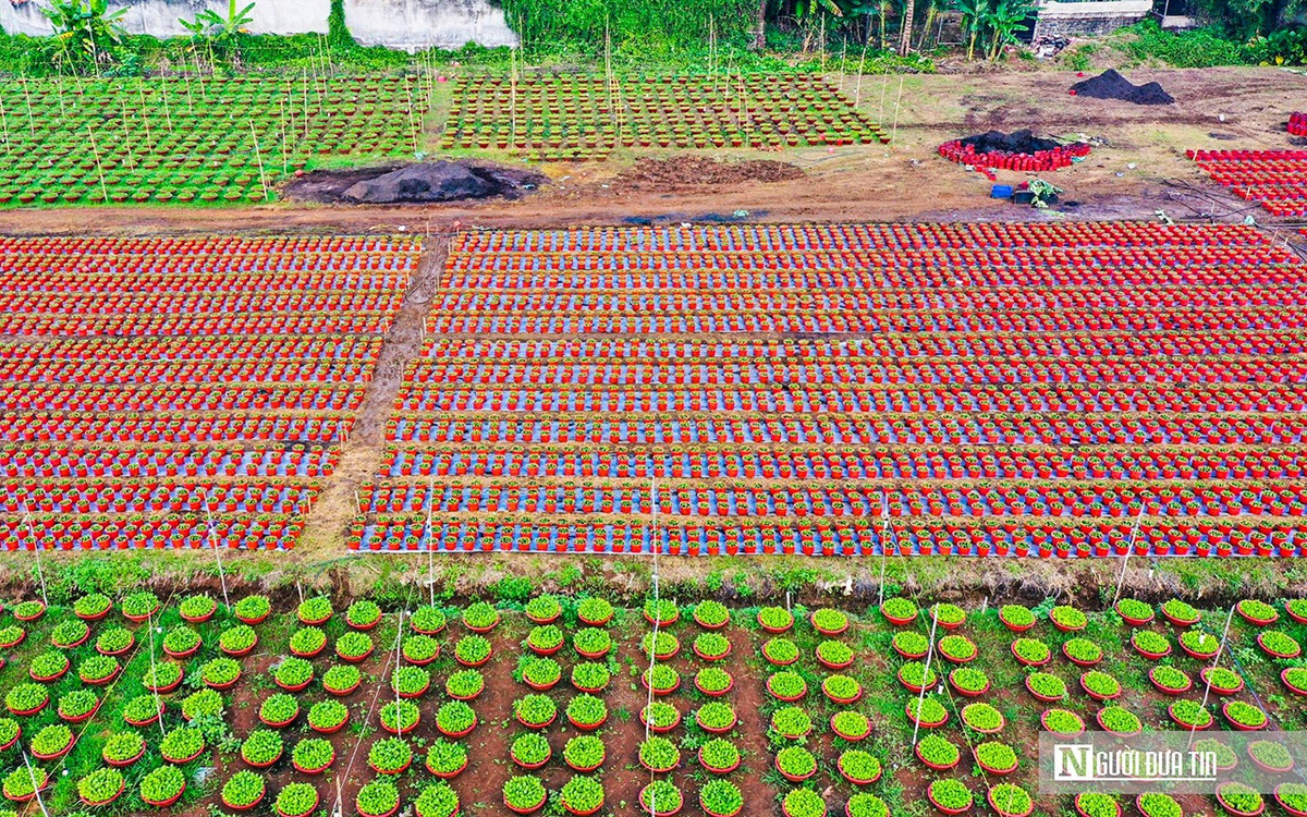 Lang hoa o Dong Nai nhung ngay giap Tet-Hinh-2