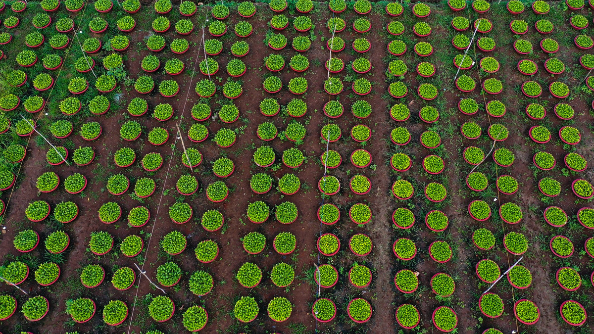 Lang hoa o Dong Nai nhung ngay giap Tet