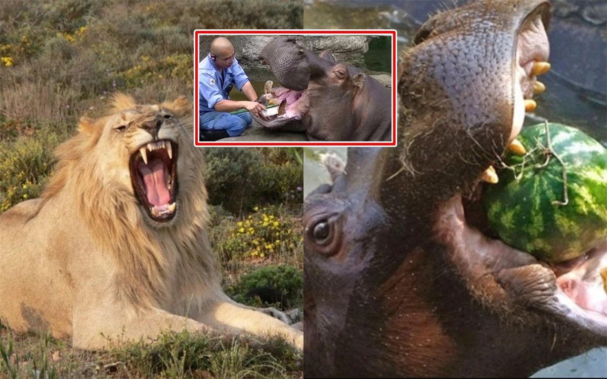 Bat ngo loai dong vat an co co suc can manh nhat the gioi