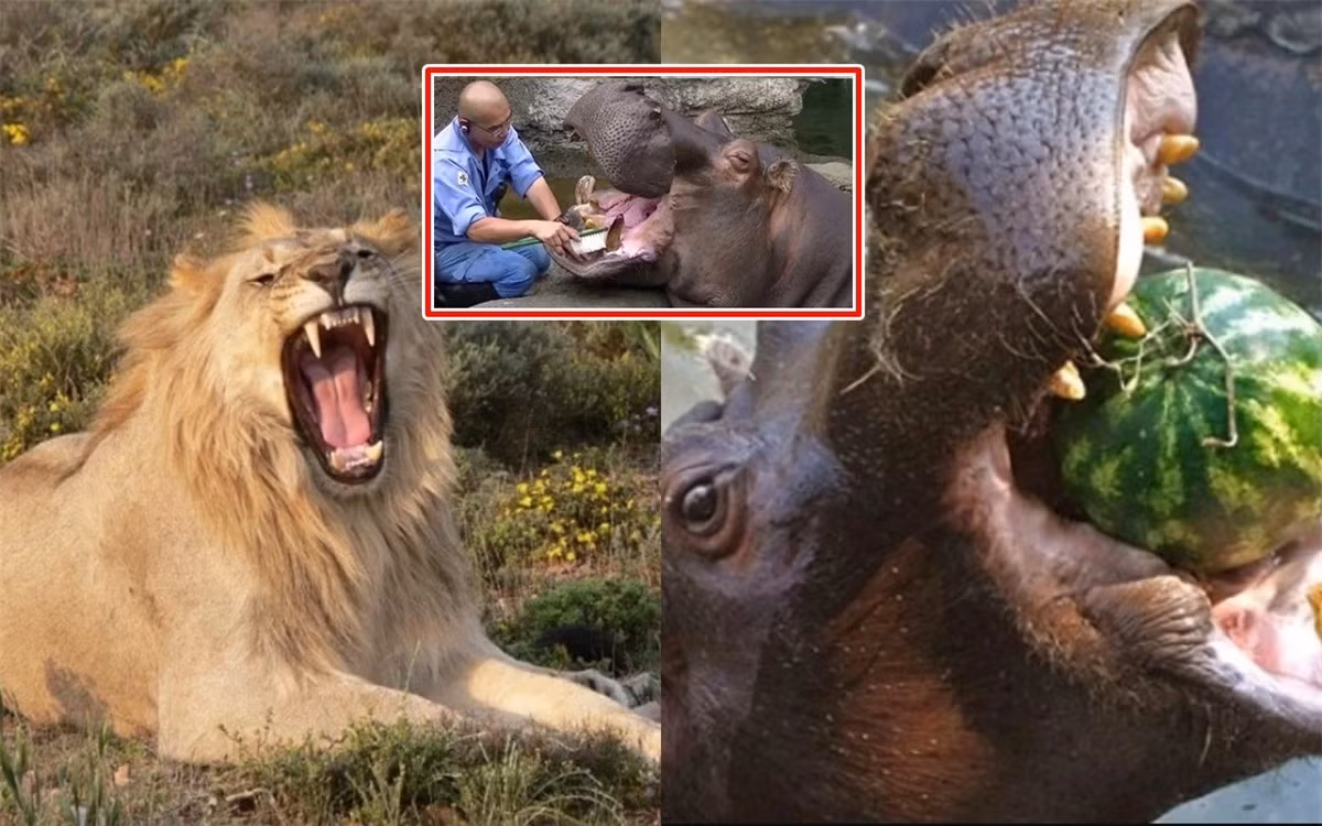 Bat ngo loai dong vat an co co suc can manh nhat the gioi