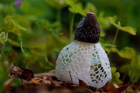 Loai nam quy hiem nguoi Trung Quoc san lung, Viet Nam co-Hinh-2