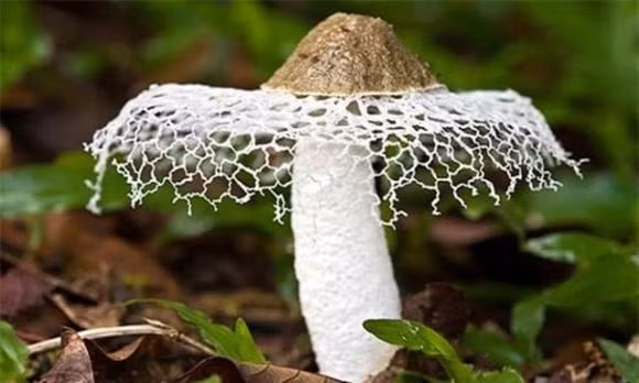 Loai nam quy hiem nguoi Trung Quoc san lung, Viet Nam co