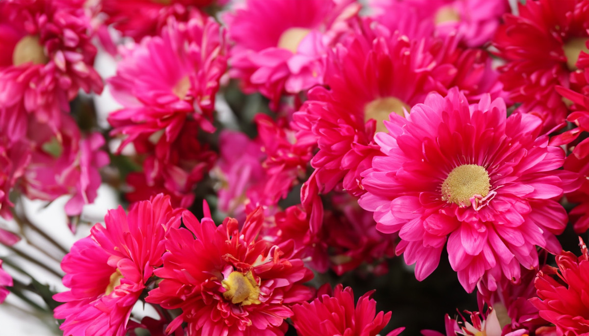 Tháng 12 Âm lịch, 3 con giáp gặp quý nhân, ăn nên làm ra Thang 12 Am lich, 3 con giap gap quy nhan, an nen lam ra