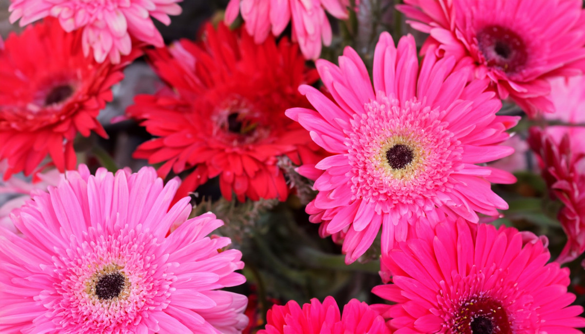 Tháng 12 Âm lịch, 3 con giáp gặp quý nhân, ăn nên làm ra - Hình 3 Thang 12 Am lich, 3 con giap gap quy nhan, an nen lam ra-Hinh-3