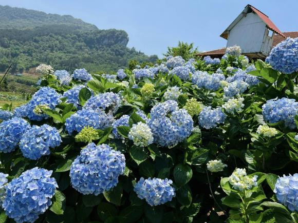 3 loai hoa mua xuan phat loc, de trong dem lai sinh khi