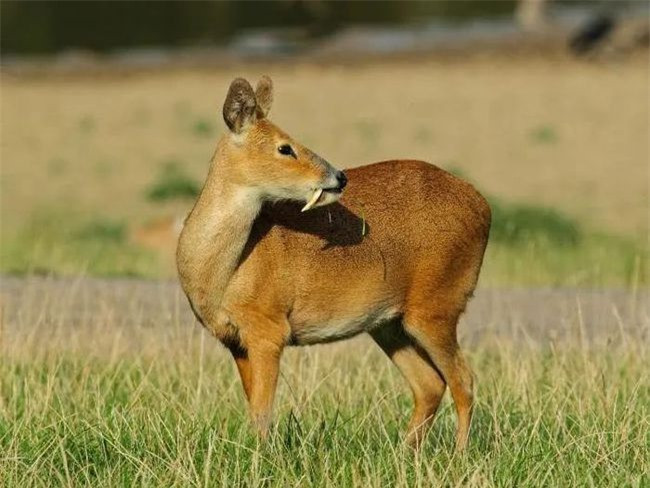 Bat ngo cong dung cap rang nanh cua huou ma ca rong-Hinh-2