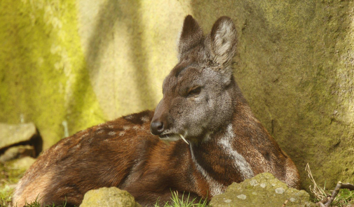 Bat ngo cong dung cap rang nanh cua huou ma ca rong-Hinh-3