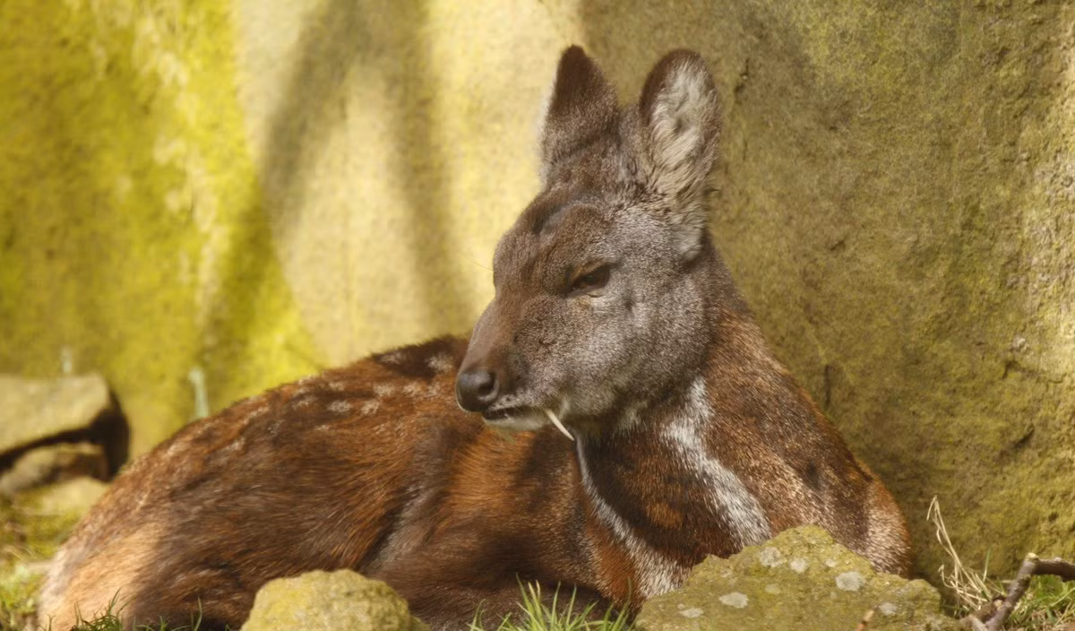 Bat ngo cong dung cap rang nanh cua huou ma ca rong-Hinh-3