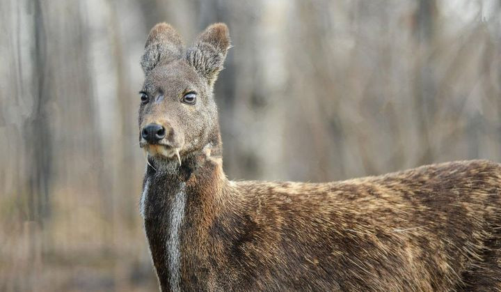 Bat ngo cong dung cap rang nanh cua huou ma ca rong