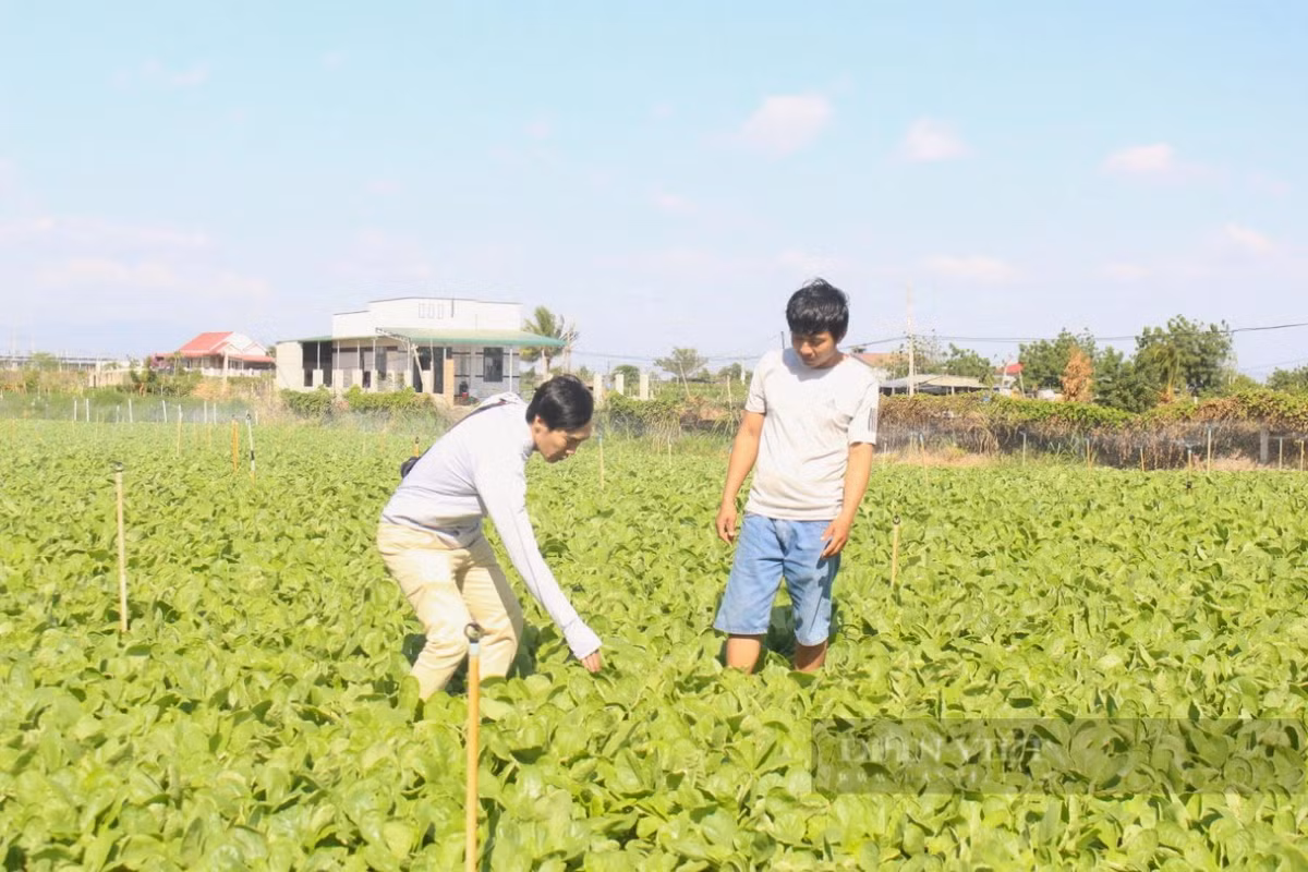 Nong dan lang rau lon nhat Ninh Thuan tat bat chuan bi cho vu Tet