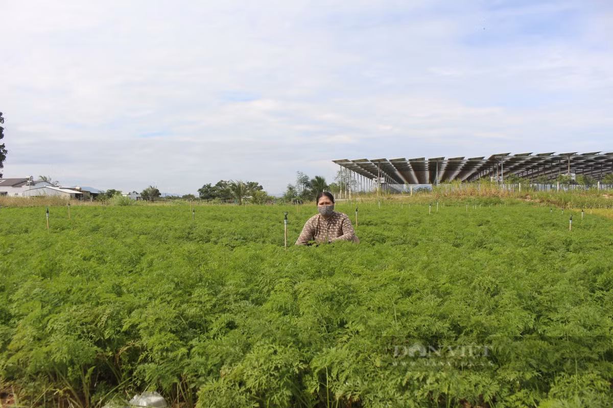Nong dan lang rau lon nhat Ninh Thuan tat bat chuan bi cho vu Tet-Hinh-3