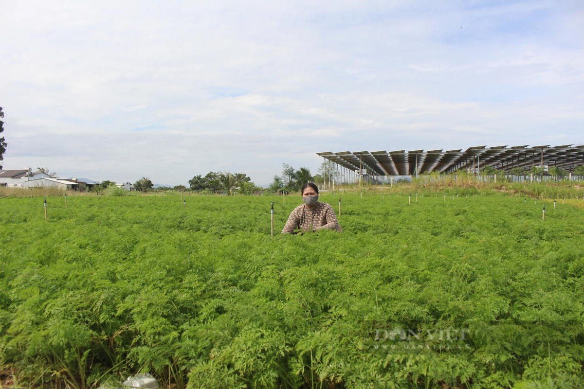 Nong dan lang rau lon nhat Ninh Thuan tat bat chuan bi cho vu Tet-Hinh-3