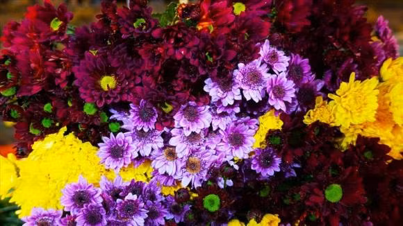 Cung mung 1, ngay Ram vi sao chi dung hoa cuc vang?-Hinh-3