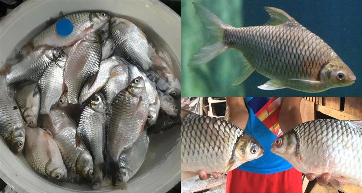 Loai ca dac san suyt tuyet chung vi bi san bat qua nhieu