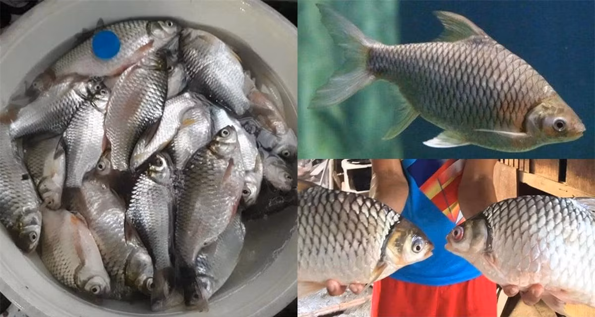 Loai ca dac san suyt tuyet chung vi bi san bat qua nhieu