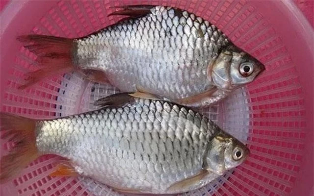 Loai ca dac san suyt tuyet chung vi bi san bat qua nhieu-Hinh-2