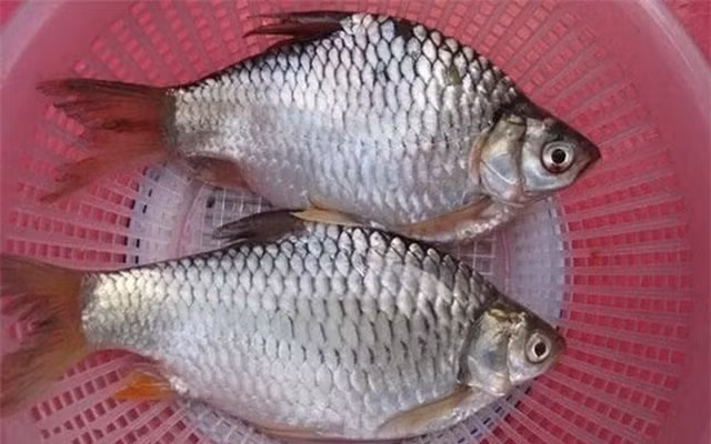 Loai ca dac san suyt tuyet chung vi bi san bat qua nhieu-Hinh-2