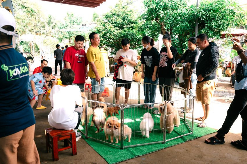 Chủ spa, khách sạn thú cưng "hái tiền" dịp Tết Nguyên đán - Hình 2 Chu spa, khach san thu cung