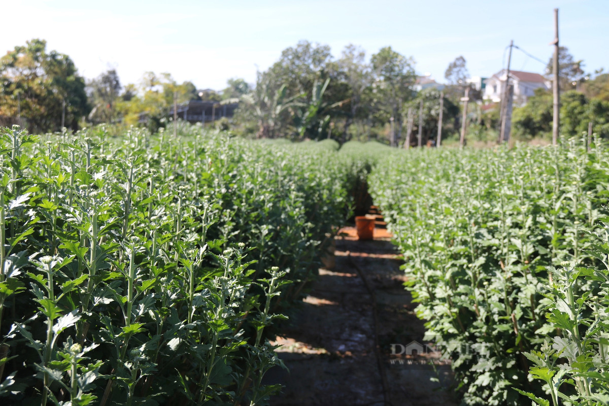Nghe trong hoa tet o Gia Lai, noi trung mua, noi hoi hop cho gia-Hinh-2