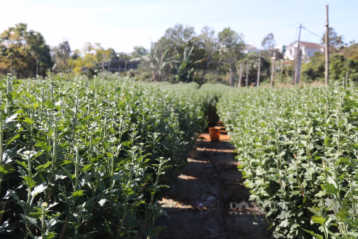 Nghe trong hoa tet o Gia Lai, noi trung mua, noi hoi hop cho gia-Hinh-2