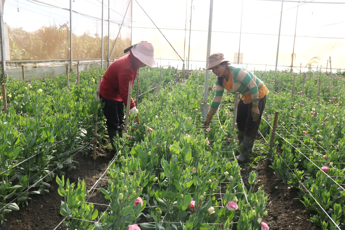 Nghe trong hoa tet o Gia Lai, noi trung mua, noi hoi hop cho gia-Hinh-3